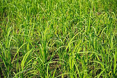 新的一年，新的征程！ 《工人物语》将于3月17日登陆PC平台