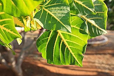 恐怖模拟游戏《癫狂动物园》10月24日登陆Xbox One和Xbox Series